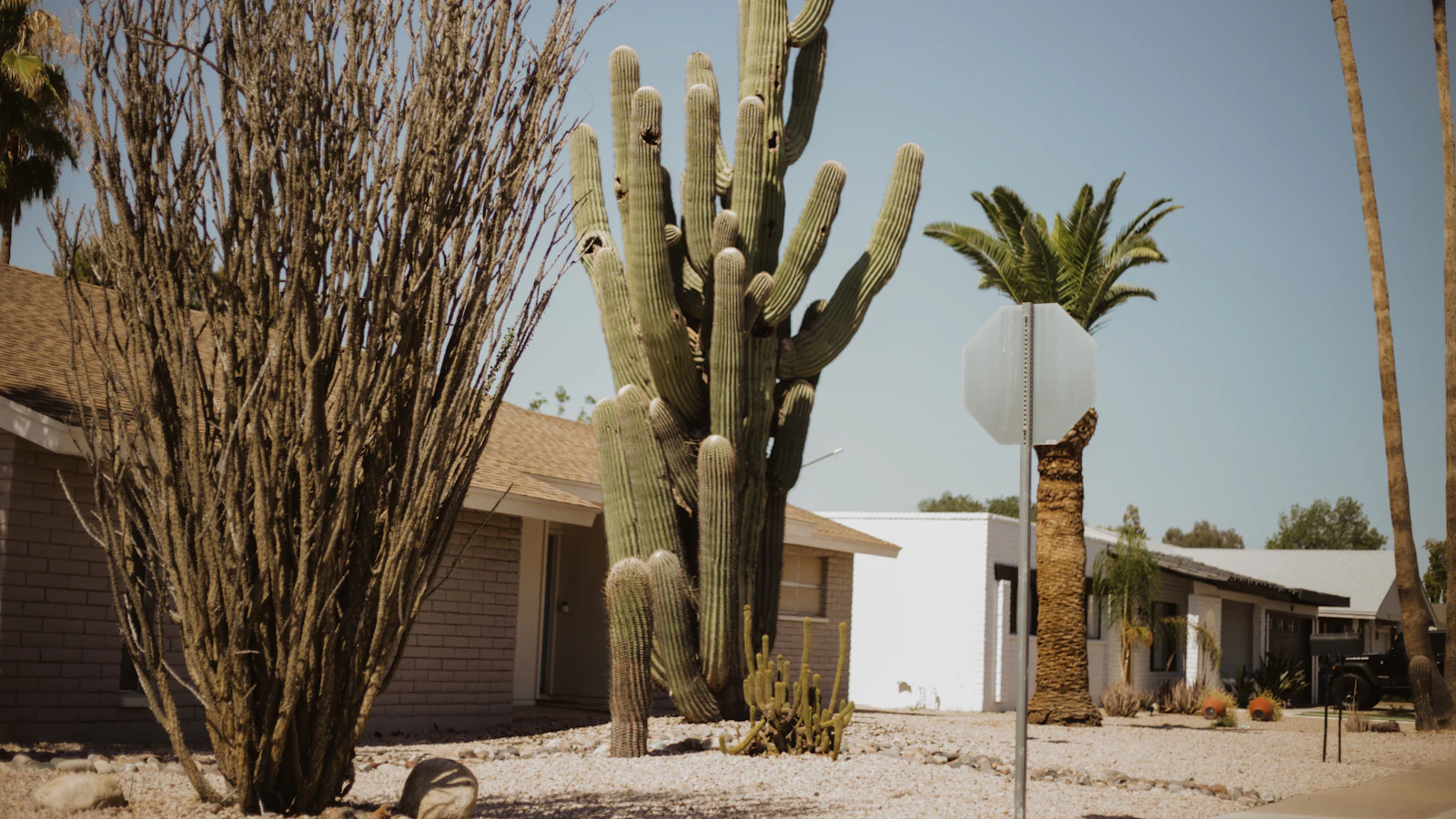 Desert home with cactus and palm trees in the Phoenix area